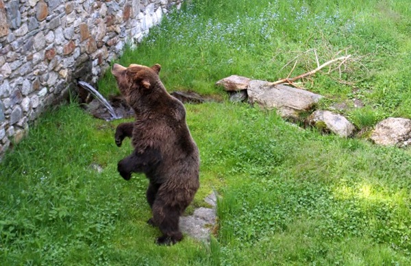 Esemplari di orso in Valtellina
