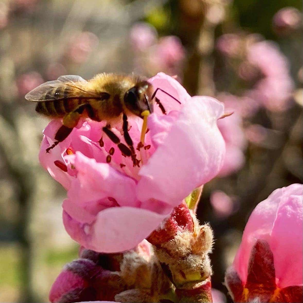 Armadi profumati prodotti naturali Come allontanare api