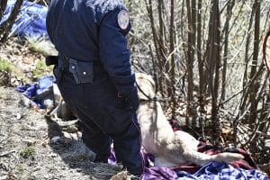 Spaccio di droga nei boschi, arrestato un giovane straniero carabinieri val tartano