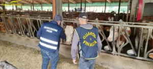 formaggio bitto contraffatto, sette perquisizioni della guardia di finanza