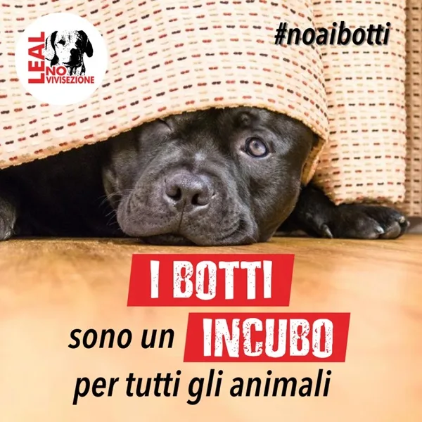 animali domestici, fauna selvatica e l'incubo dei botti di capodanno