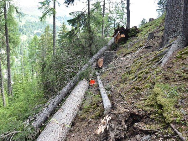 abbattimento alberi su suolo privato le norme da rispettare