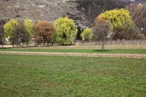 Gli alberi anti smog