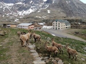 come si calcola l'età degli stambecchi