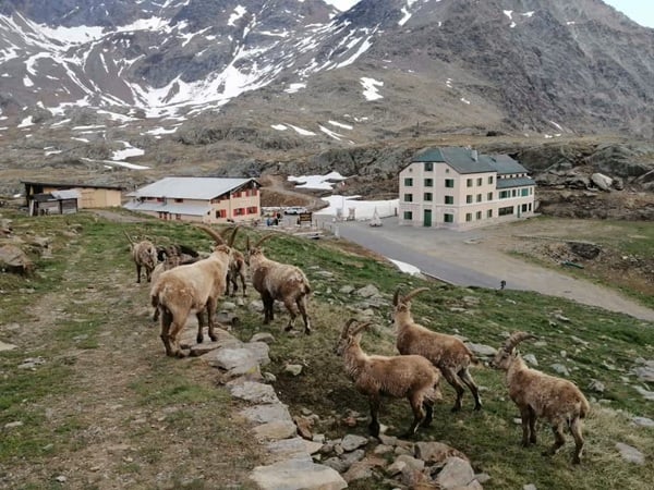 come si calcola l'età degli stambecchi