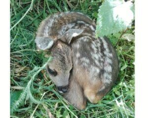 nascono caprioli e cerbiatti mai toccarli e cani al guinzaglio