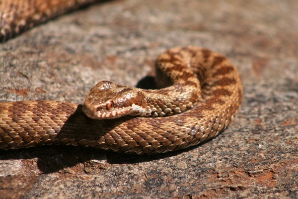cosa fare in caso di morso di vipera