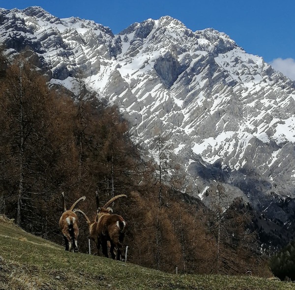 gli ungulati, i mammiferi in punta di piedi