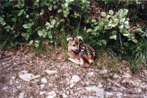 non solo i cani abbaiano in montagna