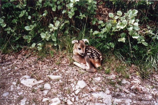 non solo i cani abbaiano in montagna