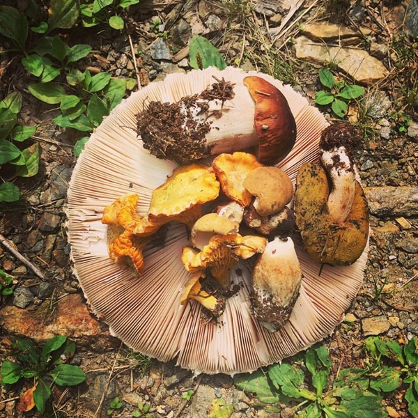 stagione dei funghi, operativo l’ispettorato micologico ats montagna