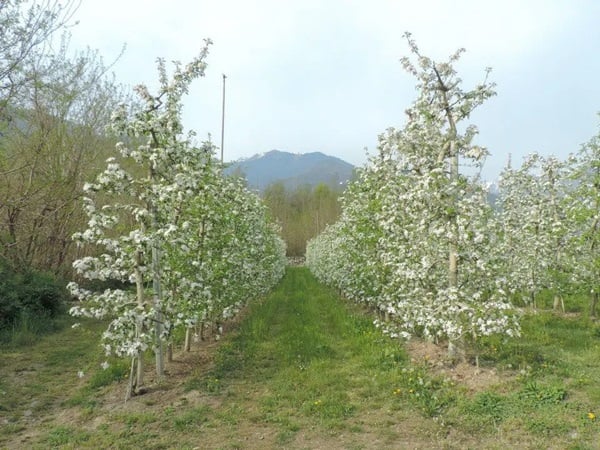 bollettino pollini valtellina