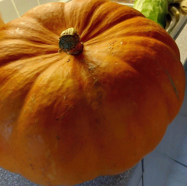 calendario frutta verdura ottobre prodotti di stagione