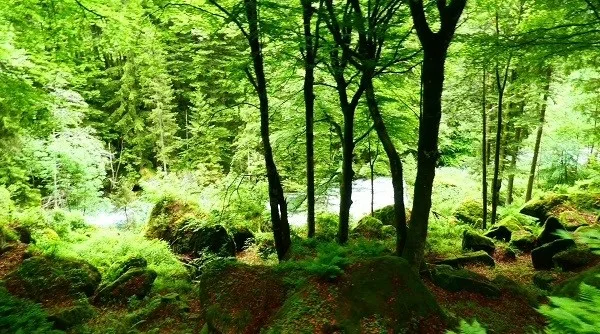 la foresta val masino un luogo incantato