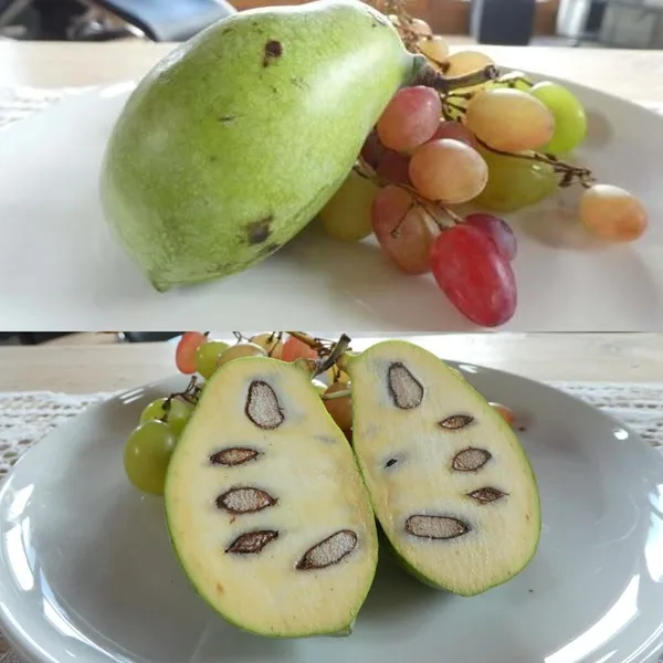 banana del nord