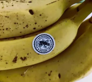 dove conservare le banane non fare l'errore comune