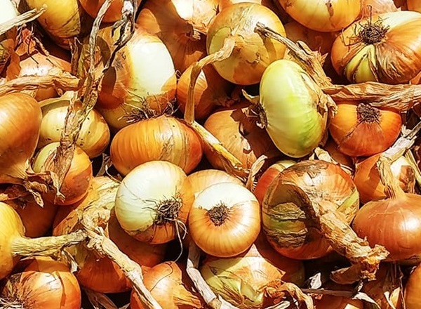 dove si conservano le cipolle