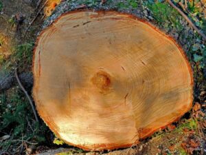 la legna dannosa per la canna fumaria quali tipi evitare