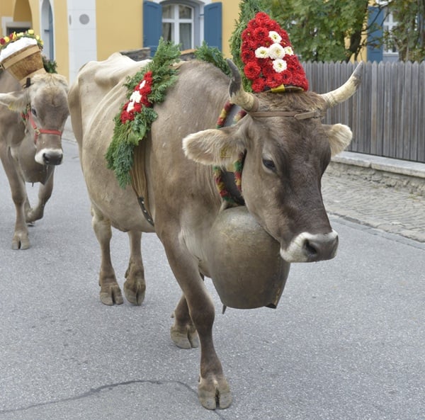 i posti di lavoro, con salari alti, ma senza manodopera in svizzera