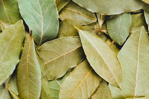 foglie di alloro sui termosifoni, si risparmia e non solo