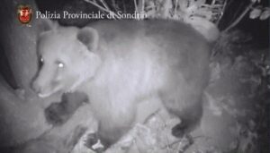 grandi carnivori, presenze e danni causati da lupi e orsi in valtellina