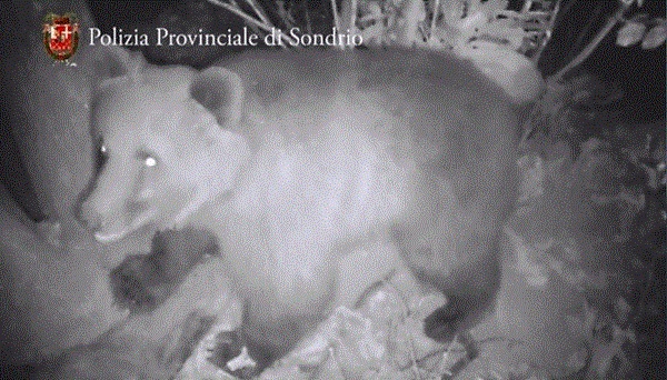 grandi carnivori, presenze e danni causati da lupi e orsi in valtellina
