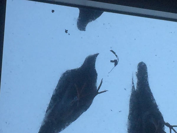 i piccioni esplodono con il riso