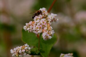 rimedi naturali per allontanare api, vespe e calabroni