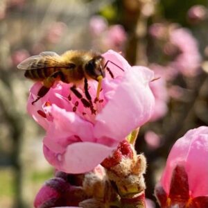 come allontanare api, vespe e calabroni in casa