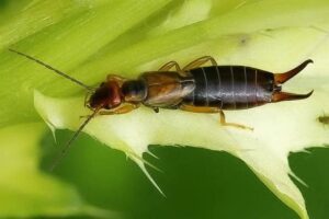 cosa odiano gli insetti forbice o forbicine