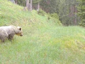 l’orso riappare in bassa engadina