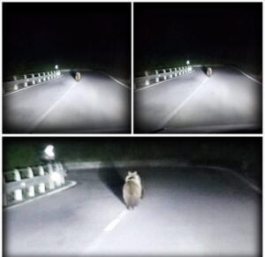 orso avvistato vicino alla statale 39 per aprica