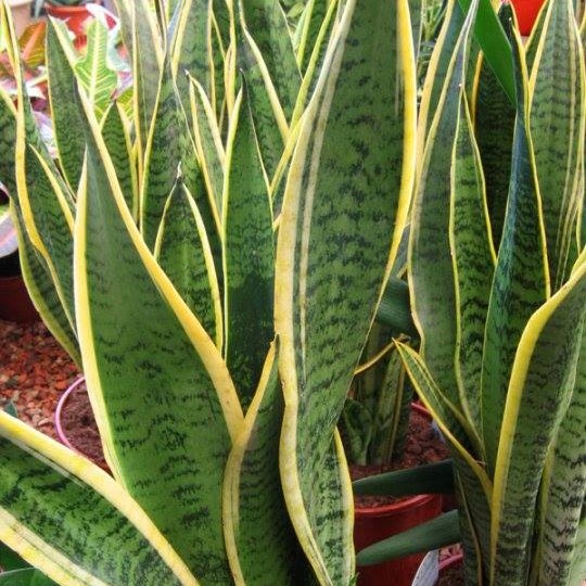 rimedi naturali per combattere il caldo in casa