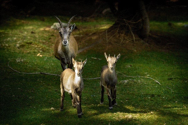 L'Osservatorio Eco Faunistico Alpino dell'Aprica