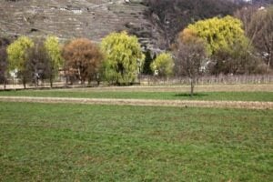 Quando l’albero del vicino rovina la vista: regole, soluzioni e diritti