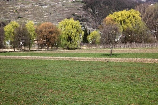Quando l’albero del vicino rovina la vista: regole, soluzioni e diritti
