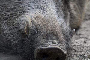 Incontro con un cinghiale