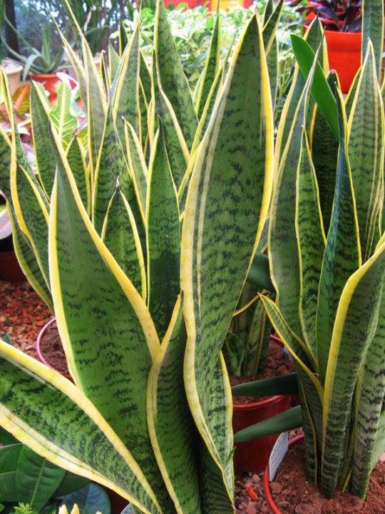 pianta assorbe umidita casa