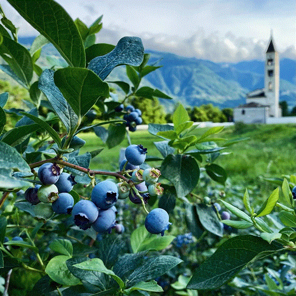 Benefici salute mirtilli