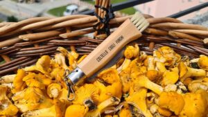 a caccia di funghi nei grigioni occhio alle multe e alle aree protette!