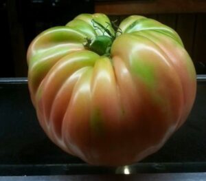 a montagna in valtellina il super pomodoro valtellinese a montagna in valtellina il super pomodoro valtellinese