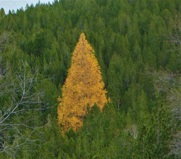 abbattere un albero in giardino come agire correttamente