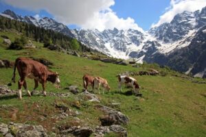 animali al pascolo, non avvicinarsi al gregge le regole da seguire