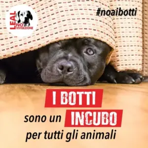 fauna selvatica e l'incubo dei botti di capodanno