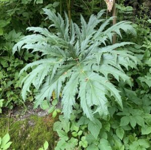 attenzione alla panace di mantegazza