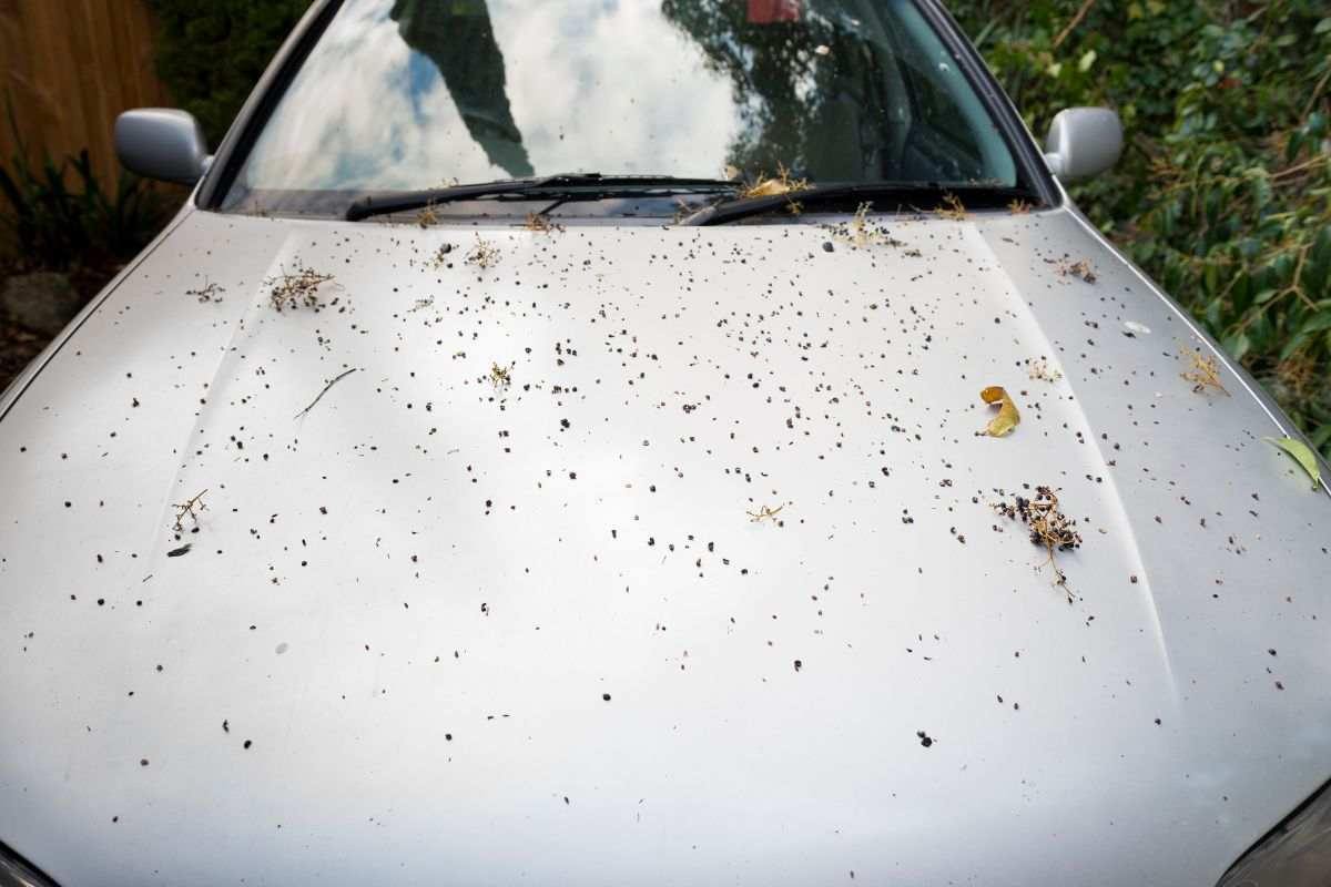 auto Come rimuovere la resina dalla carrozzeria