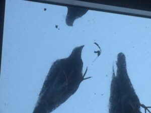 balcone senza piccioni le piante che fanno la differenza