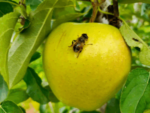 benefici del miele enzimi salute e curiosità