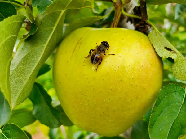 benefici del miele enzimi salute e curiosità