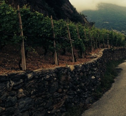 tragedia tra le vigne